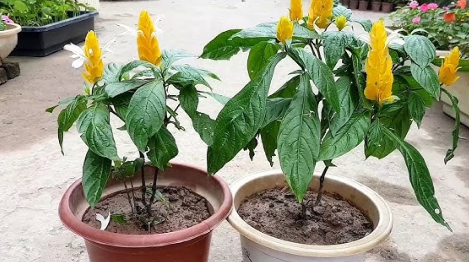 C&aacute;ch trồng c&acirc;y Rồng Nhả Ngọc